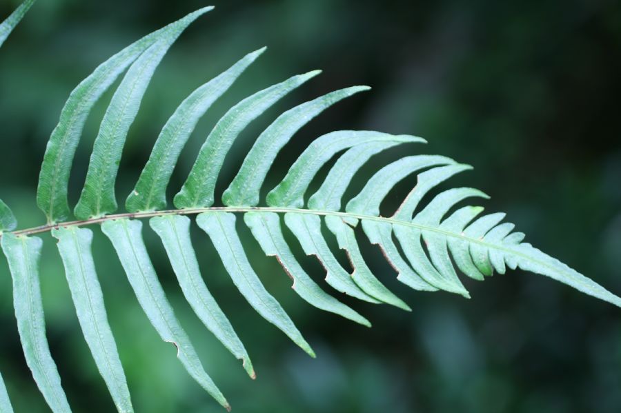 Blechnaceae Blechnum occidentale