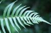 image of Blechnum occidentale