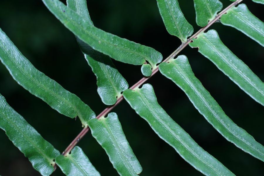 Blechnaceae Blechnum occidentale