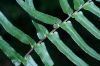 image of Blechnum occidentale