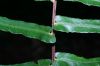 image of Blechnum occidentale