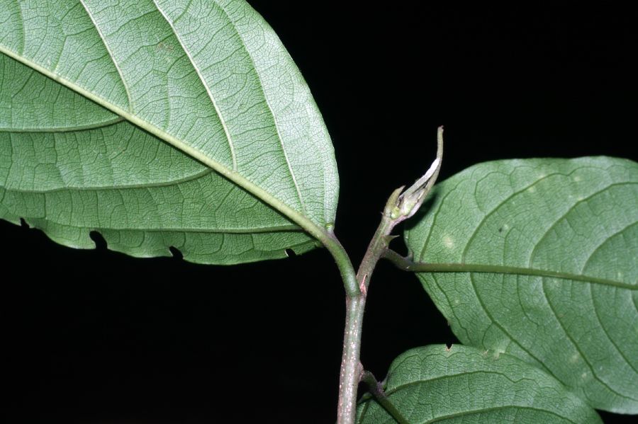 Rhamnaceae Colubrina spinosa