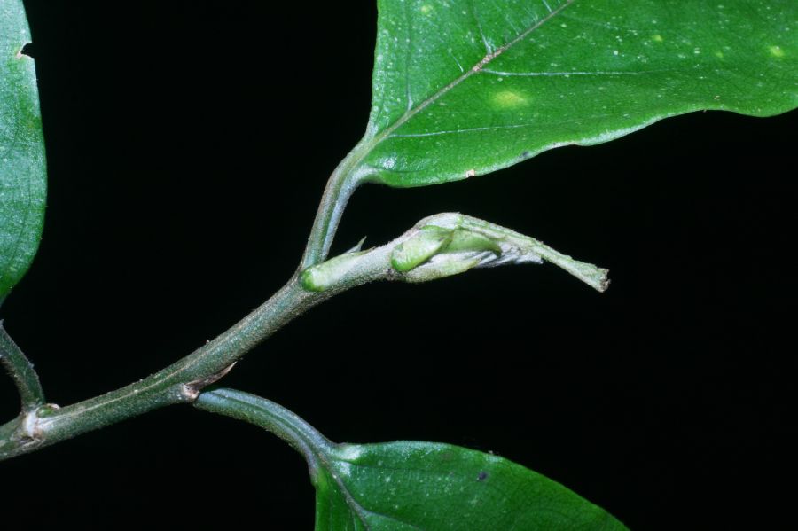 Rhamnaceae Colubrina spinosa