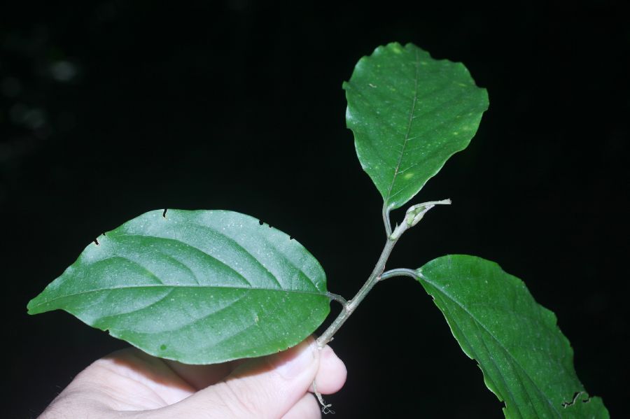 Rhamnaceae Colubrina spinosa