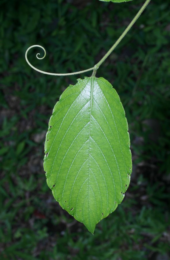Rhamnaceae Gouania polygama