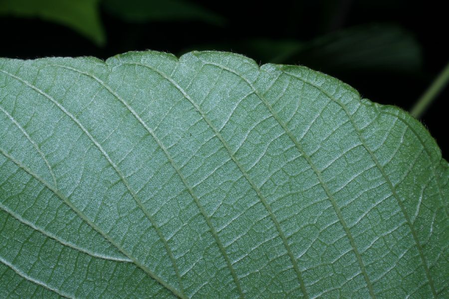 Rhamnaceae Gouania polygama