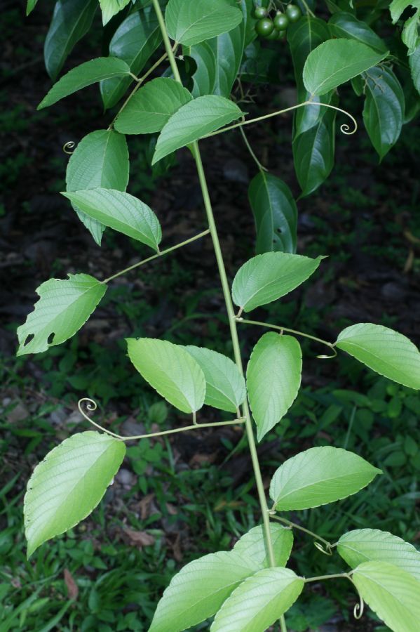 Rhamnaceae Gouania polygama