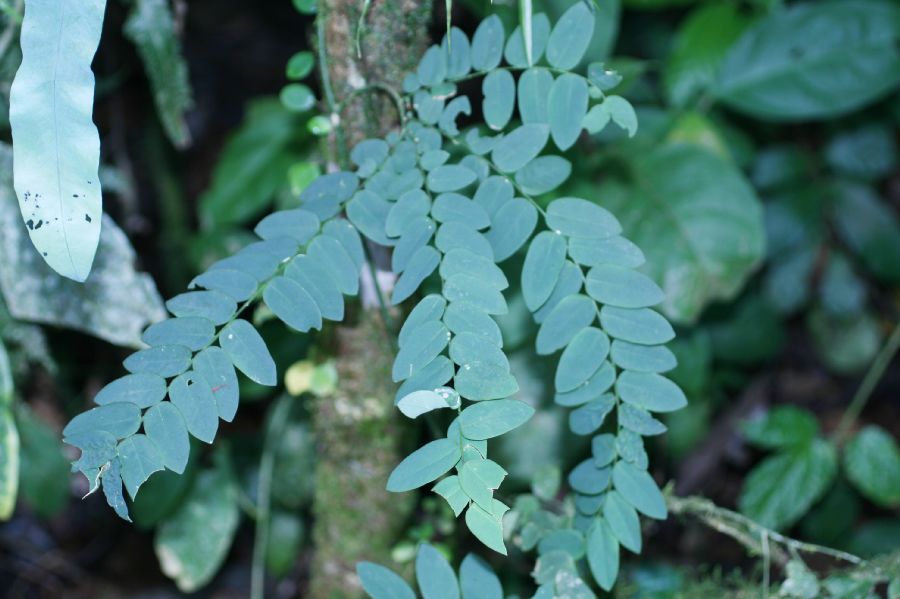 Polygalaceae Securidaca diversifolia
