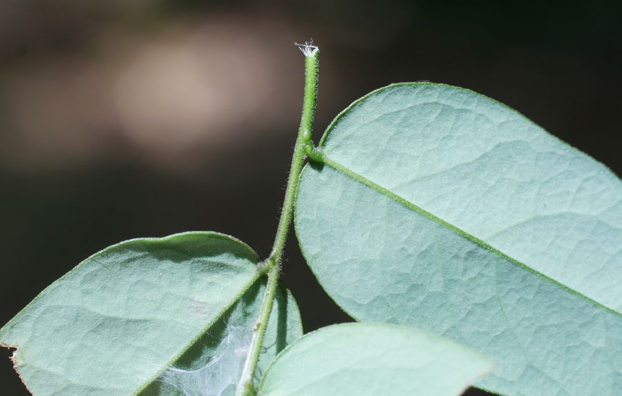 Polygalaceae Securidaca diversifolia
