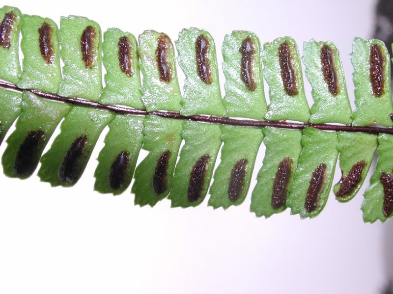 Aspleniaceae Asplenium monanthes