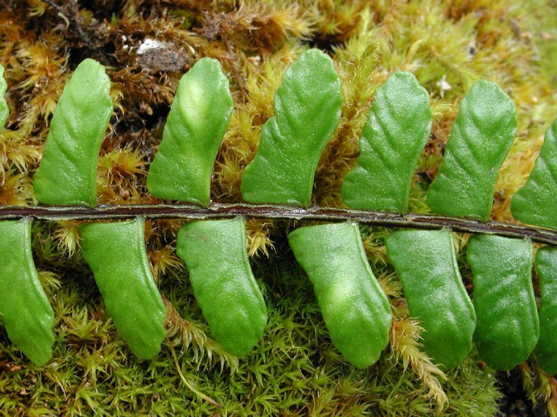 Aspleniaceae Asplenium polyphyllum