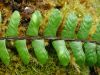 image of Asplenium polyphyllum