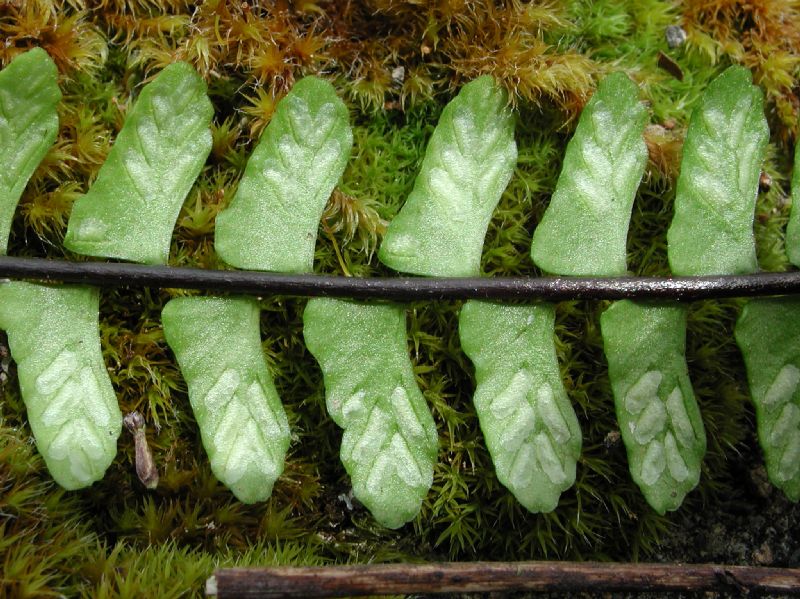 Aspleniaceae Asplenium polyphyllum