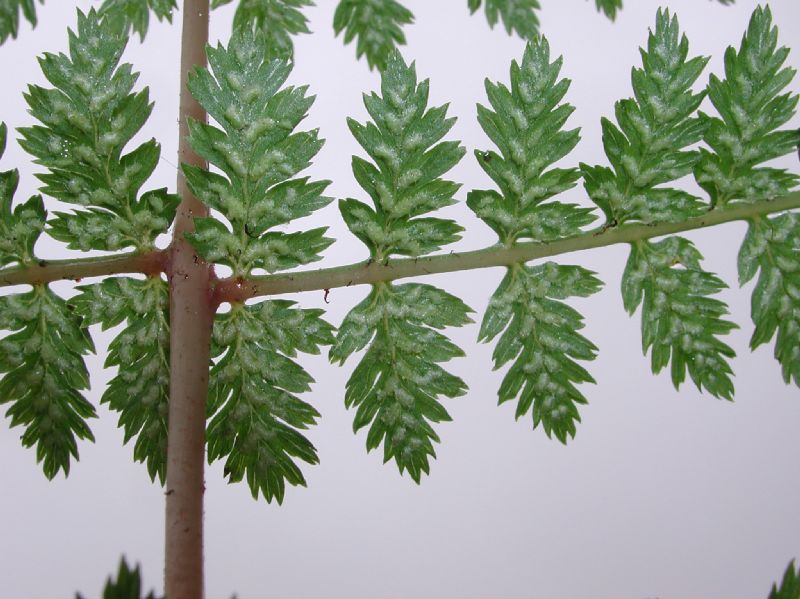 Athyriaceae Athyrium filix-femina