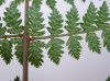 image of Athyrium filix-femina