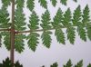 image of Athyrium filix-femina