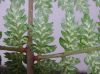 image of Athyrium filix-femina