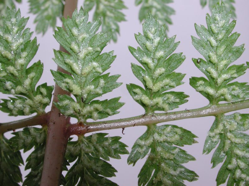 Athyriaceae Athyrium filix-femina