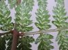 image of Athyrium filix-femina