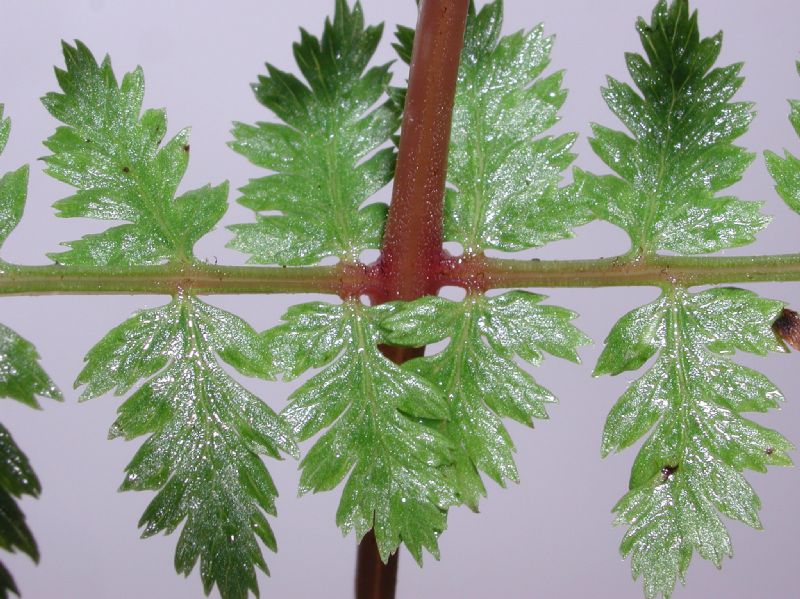 Athyriaceae Athyrium filix-femina