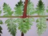 image of Athyrium filix-femina