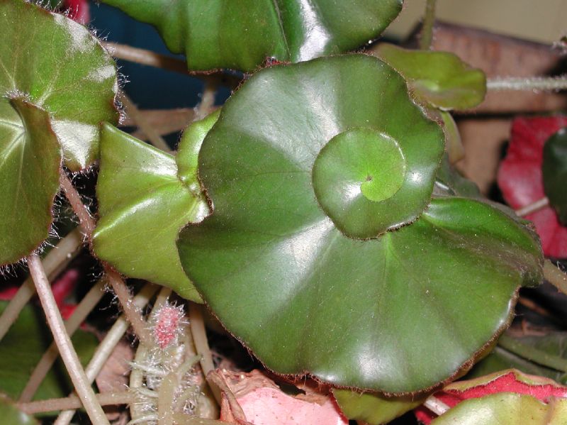 Begoniaceae Begonia 