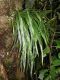 image of Campyloneurum angustifolium