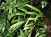 image of Campyloneurum falcoideum