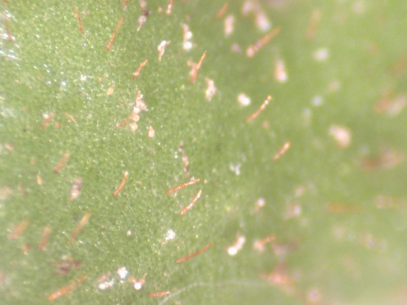 Grammitidaceae Ceradenia pruinosa