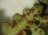 image of Ceradenia pruinosa