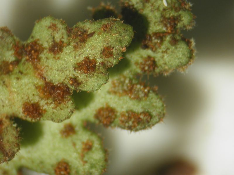 Grammitidaceae Ceradenia pruinosa