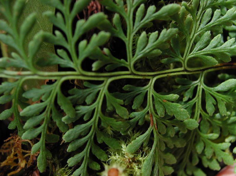 Pteridaceae Gaga angustifolia