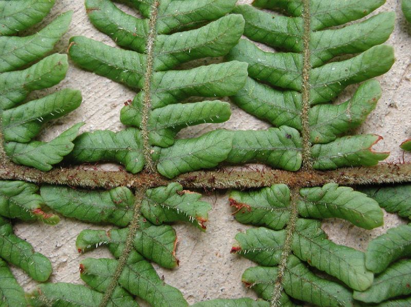 Dryopteridaceae Ctenitis hemsleyana