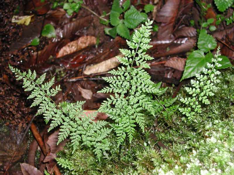 Cystopteridaceae Cystopteris fragilis