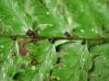 image of Diplazium lonchophyllum