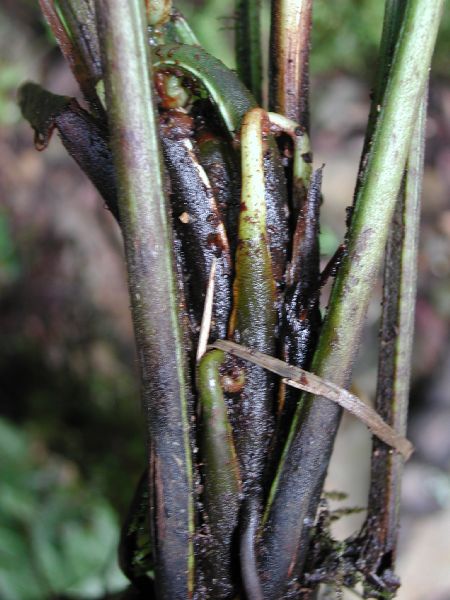 Athyriaceae Diplazium lonchophyllum