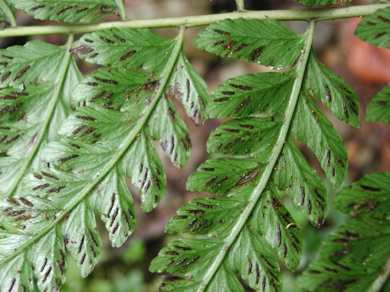 Athyriaceae Diplazium lonchophyllum