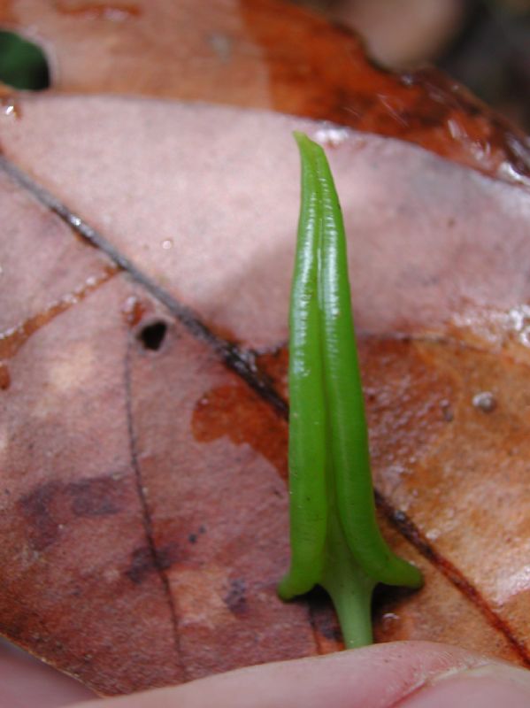 Dryopteridaceae Elaphoglossum alfredii