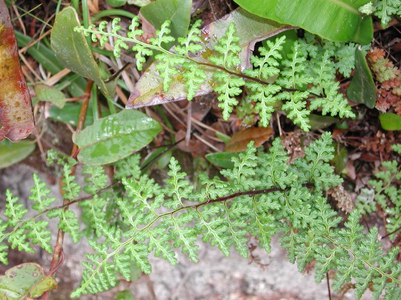 Pteridaceae Jamesonia warscewiczii