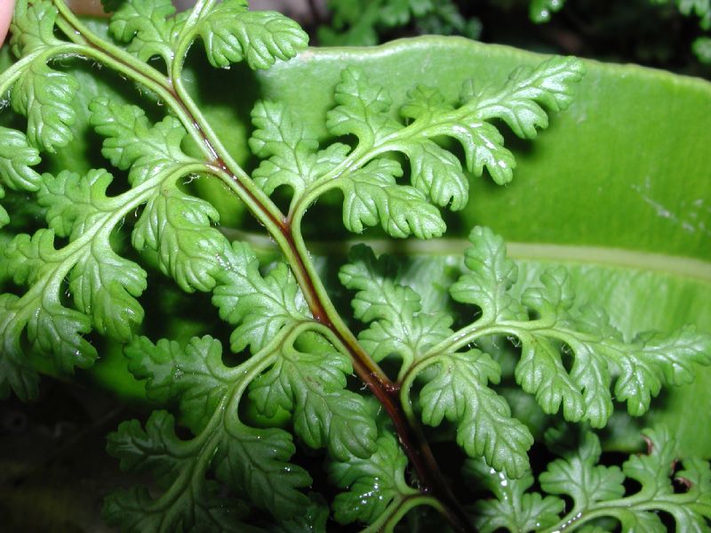 Pteridaceae Jamesonia warscewiczii