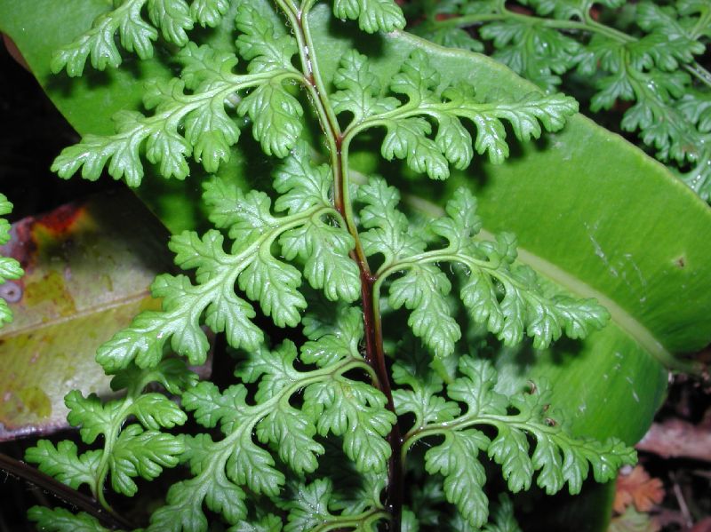 Pteridaceae Jamesonia warscewiczii