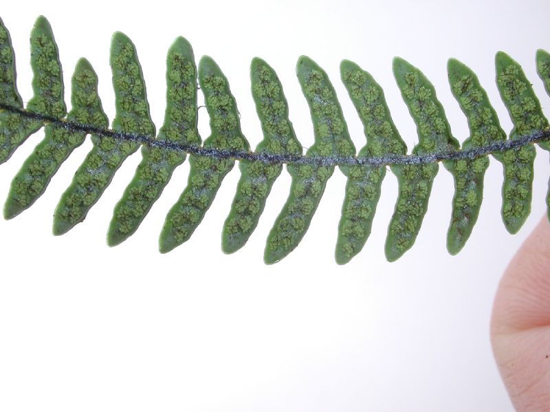 Grammitidaceae Melpomene pilosissima