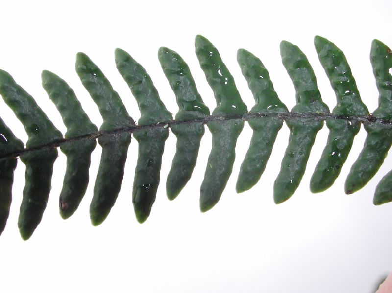 Grammitidaceae Melpomene pilosissima