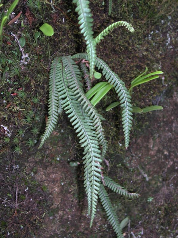 Grammitidaceae Melpomene xiphopteroides
