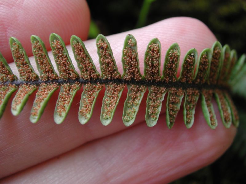 Grammitidaceae Melpomene xiphopteroides