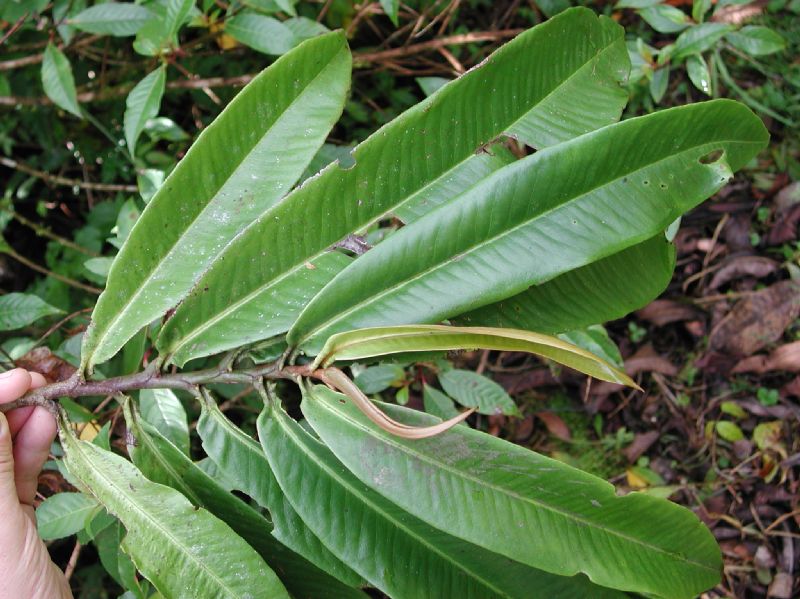 Primulaceae Ardisia 