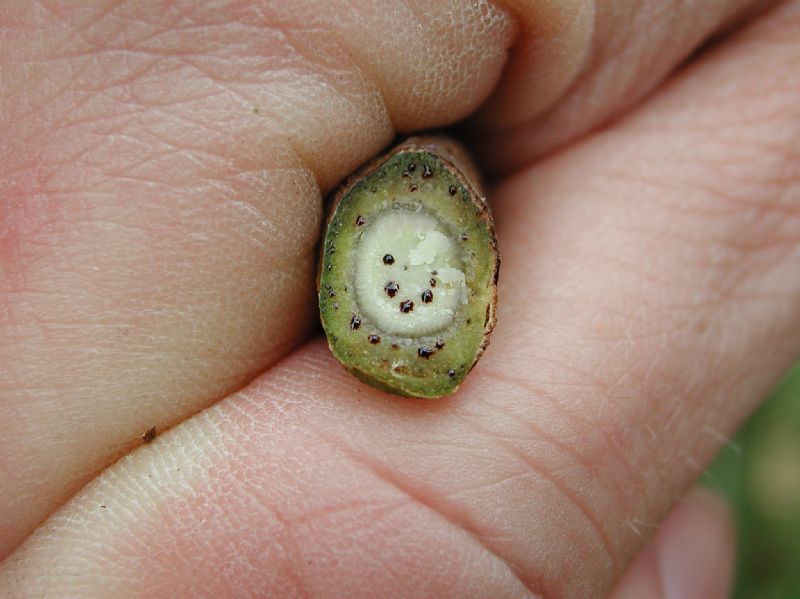 Primulaceae  