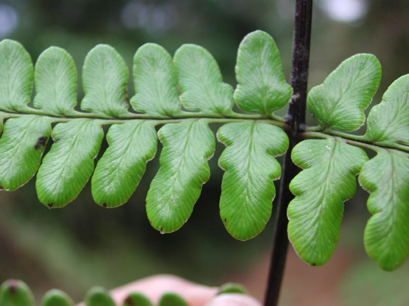 Pteridaceae Pityrogramma ebenea