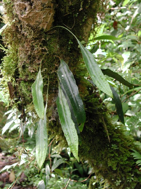Polypodiaceae Pleopeltis macrocarpa