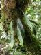 image of Pleopeltis macrocarpa